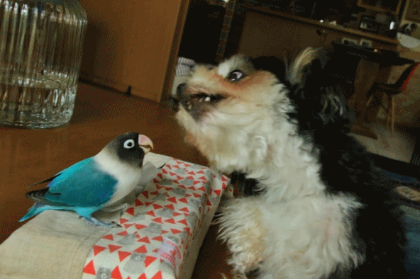 c0145250_09153702.gif