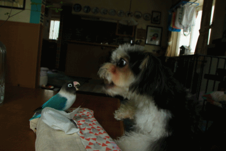c0145250_09154069.gif