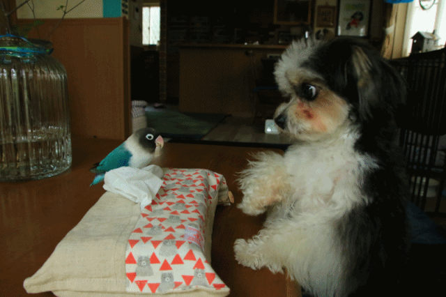 c0145250_09155028.gif