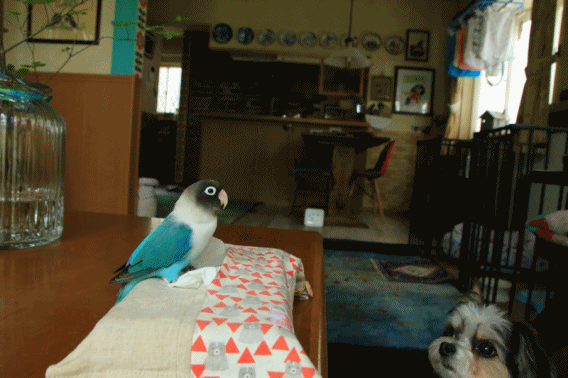 c0145250_09155614.gif