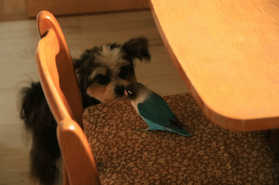 c0145250_09160276.gif