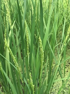 土用_b0034072_17353077.jpg