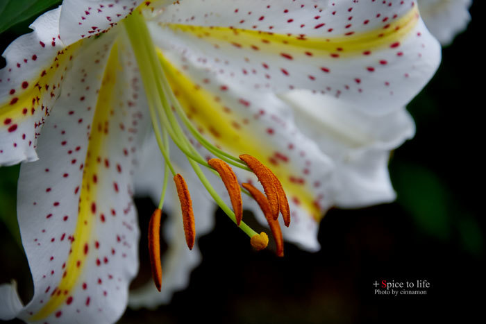 Lilies_f0326278_21582953.jpg