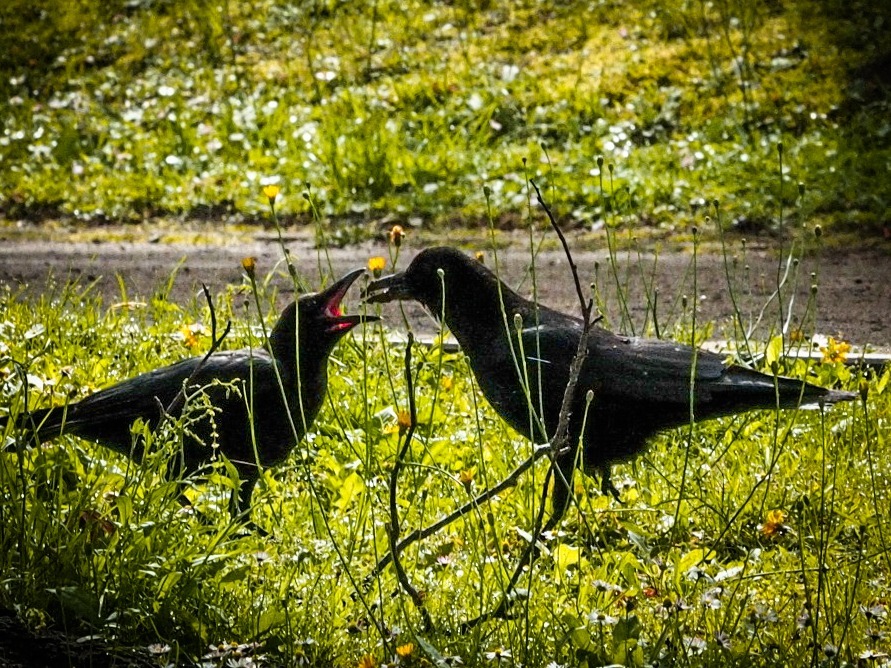 201807江別散策泉の沼公園1_e0363980_17581874.jpg