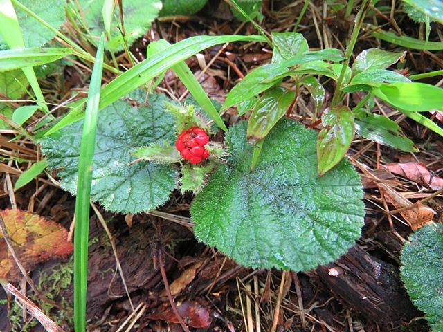 f0357487_14285832.jpg