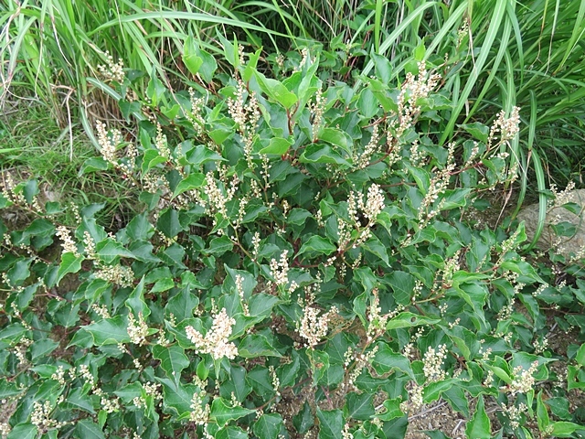 f0357487_22275211.jpg