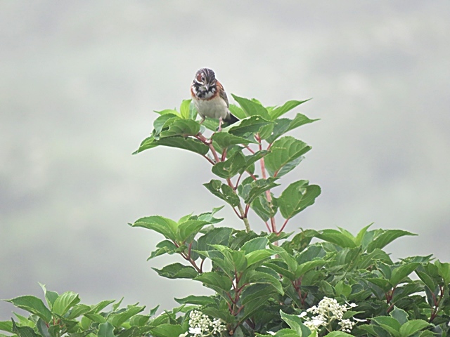 赤川から久住山～扇ヶ鼻～赤川、25日_f0357487_22334513.jpg