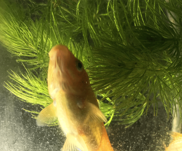 a0163788_19572998.gif