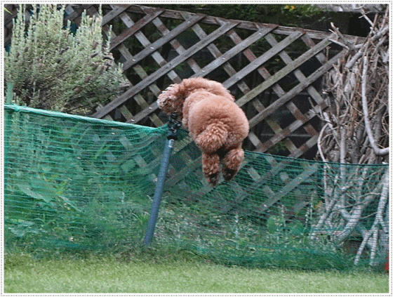 b0175688_00223490.gif
