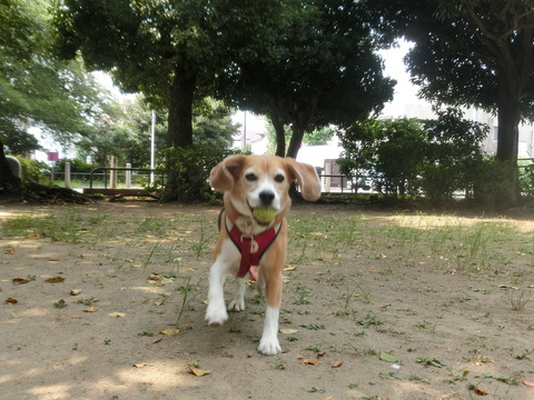 a0319693_7291637.jpg
