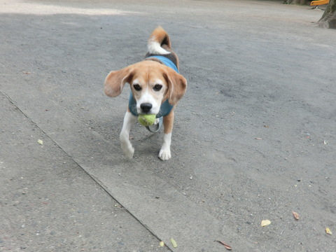 a0319693_7405010.jpg