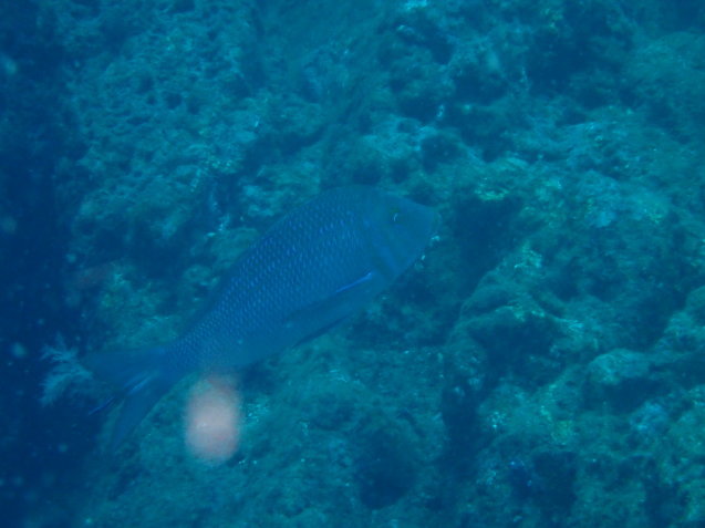 e0115199_20230216.jpg
