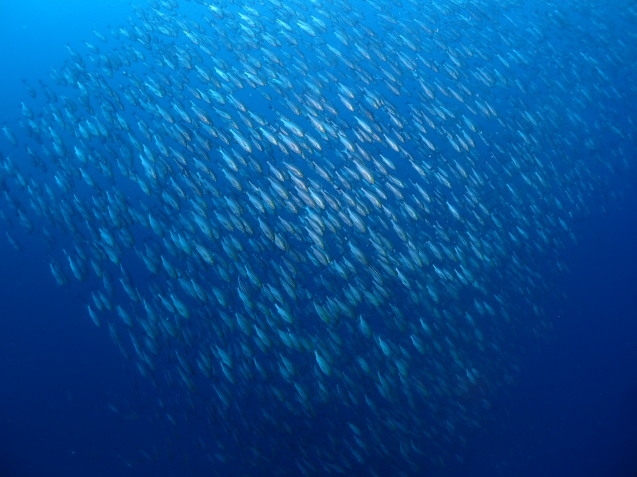 e0115199_20425599.jpg