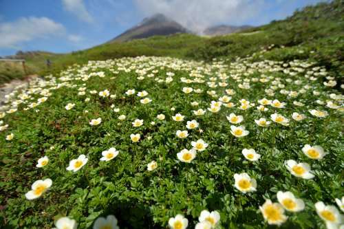 カムイミンタラ 神々が遊ぶ庭にお邪魔する 18年7月 大雪山旭岳 殿様な山歩き