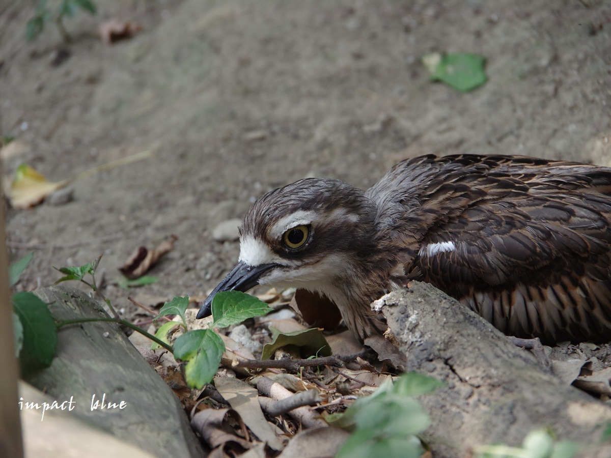 キャンベルタウン野鳥の森に行ってみた(^^)/_a0355908_15574952.jpg