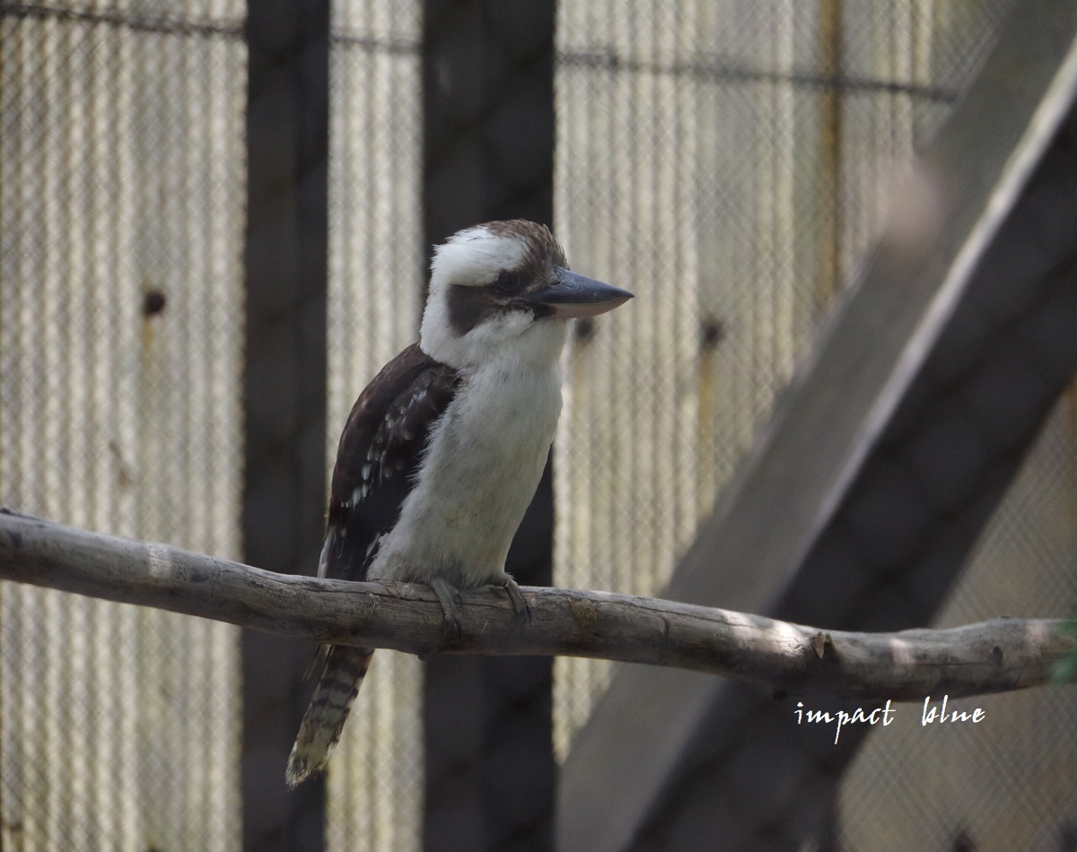 キャンベルタウン野鳥の森に行ってみた(^^)/_a0355908_15575485.jpg
