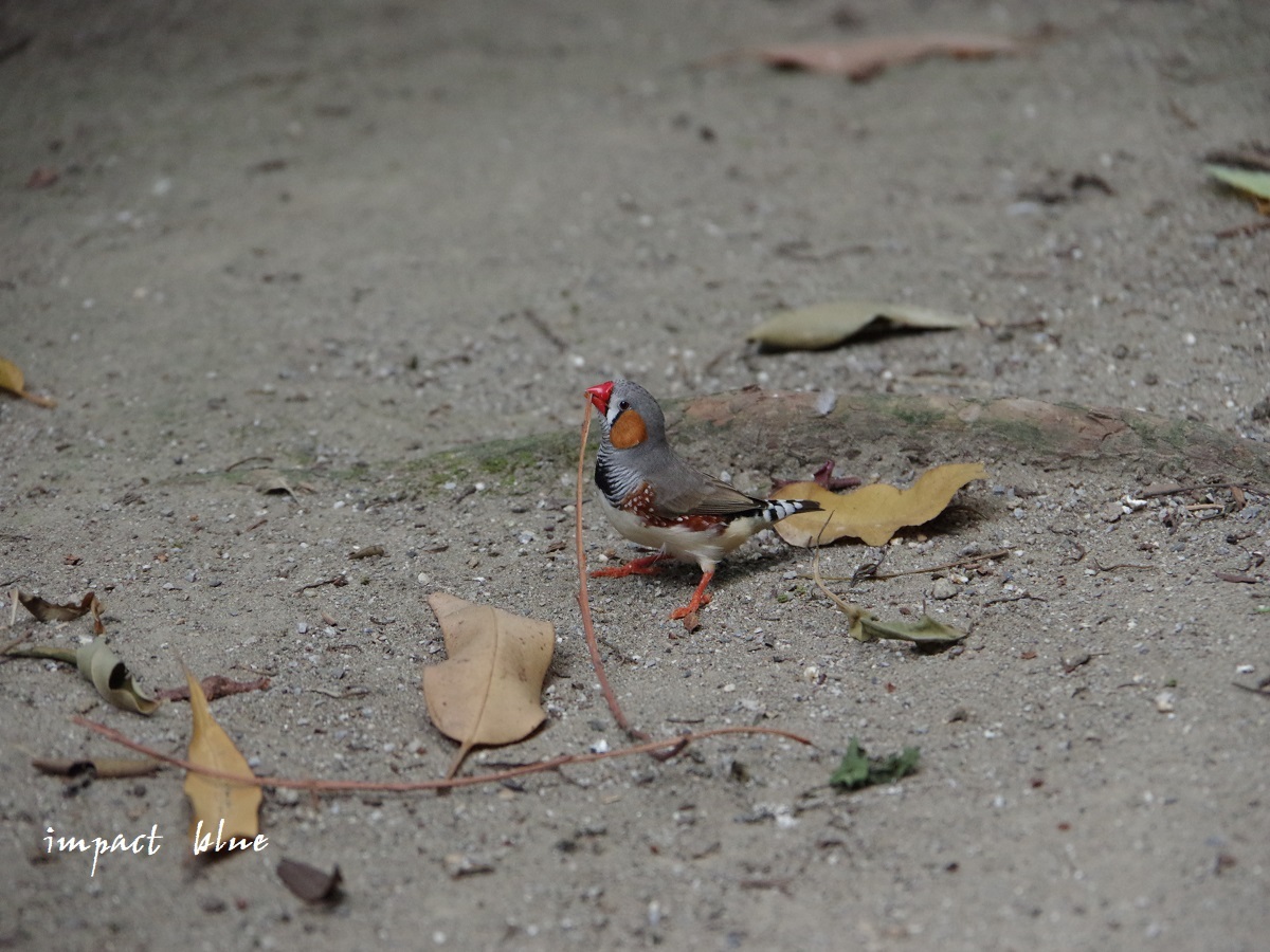 キャンベルタウン野鳥の森に行ってみた(^^)/_a0355908_15580489.jpg