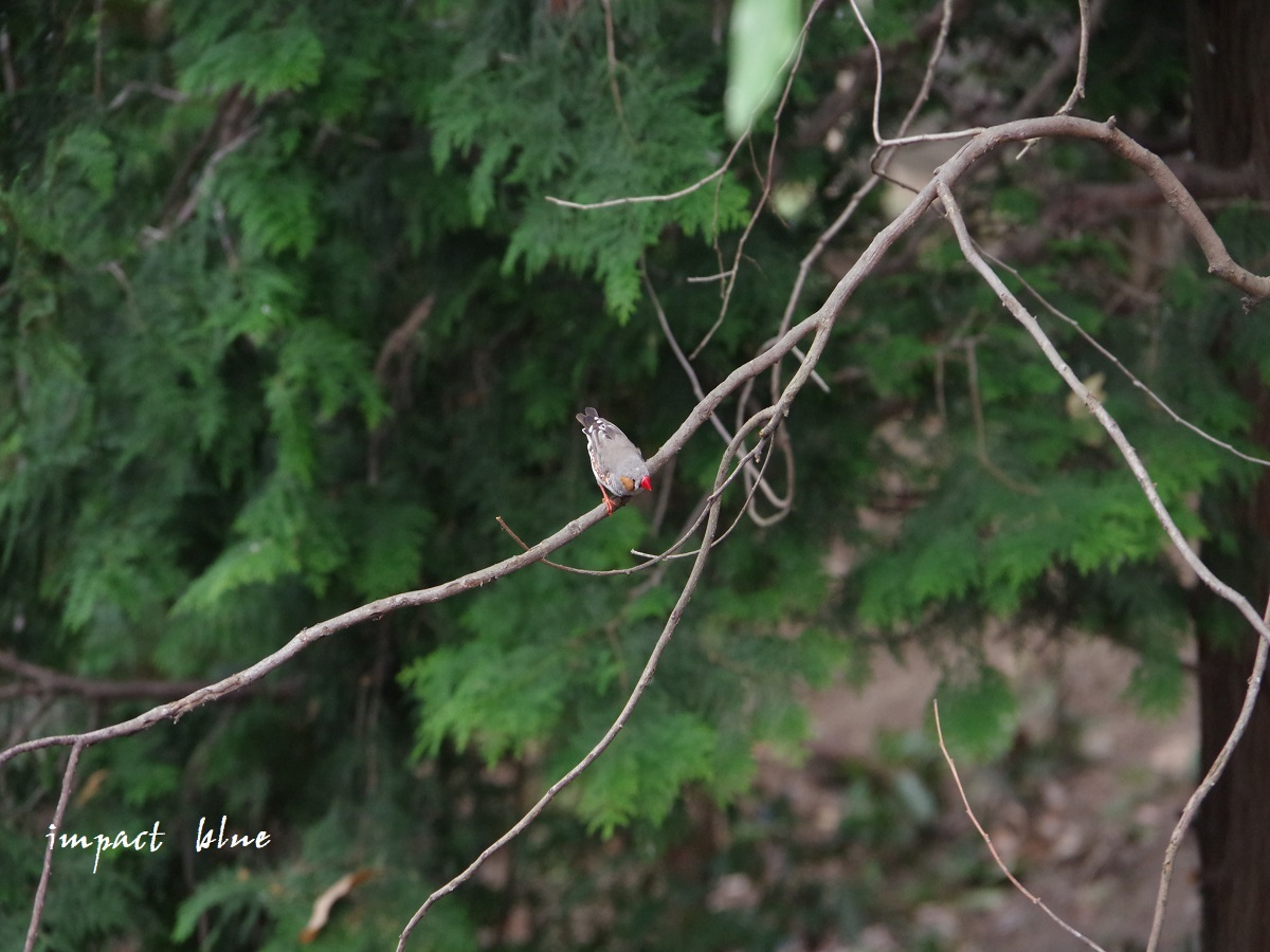 キャンベルタウン野鳥の森に行ってみた(^^)/_a0355908_15581012.jpg