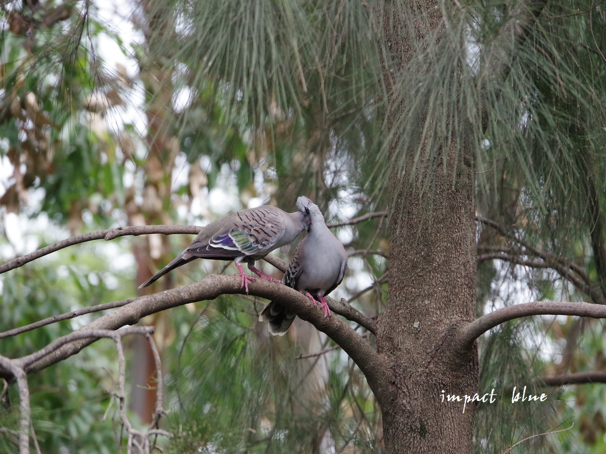 キャンベルタウン野鳥の森に行ってみた(^^)/_a0355908_15581457.jpg