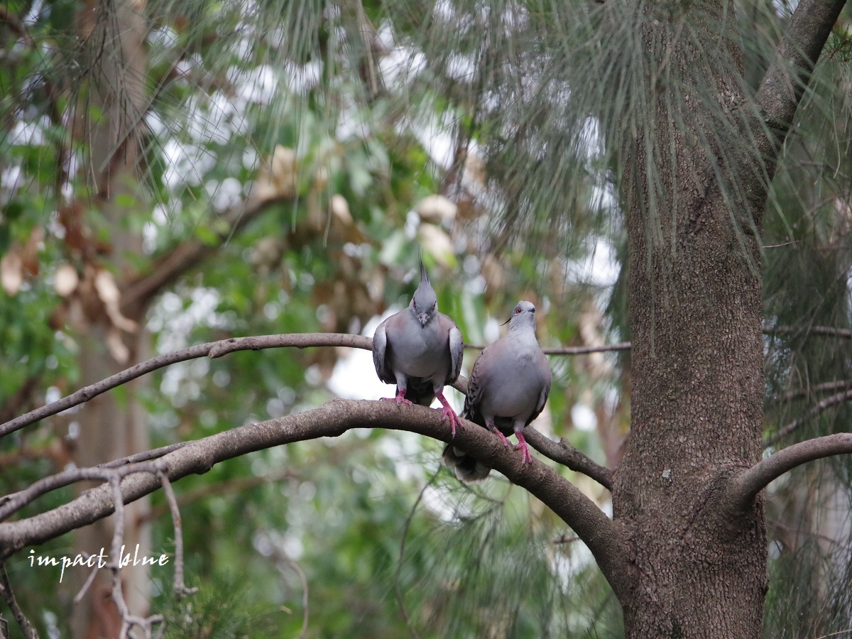 キャンベルタウン野鳥の森に行ってみた(^^)/_a0355908_15582399.jpg
