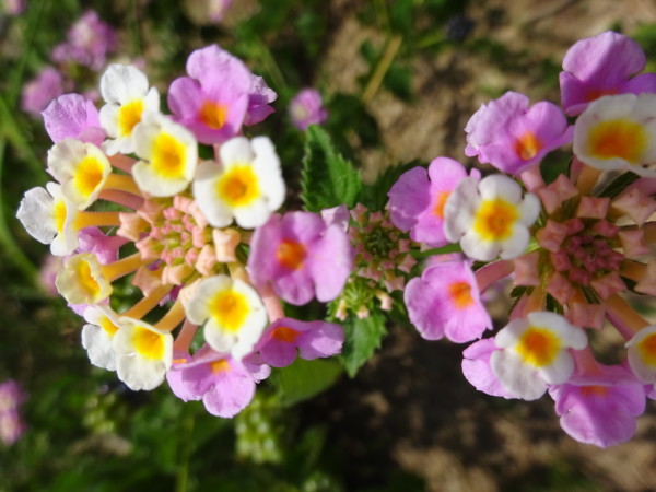 ランタナに花と実…2018/7/27_f0231709_13213102.jpg