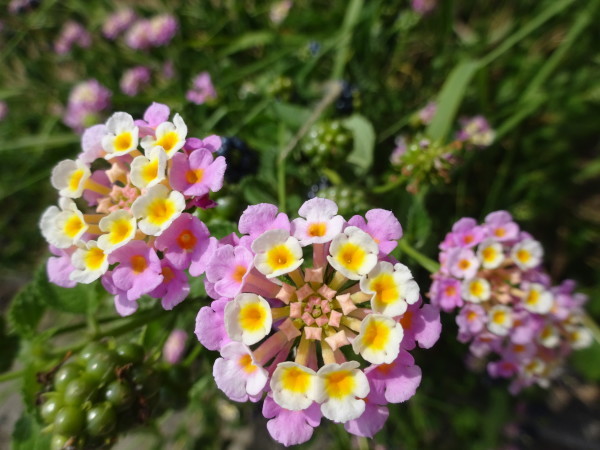 ランタナに花と実…2018/7/27_f0231709_13221335.jpg