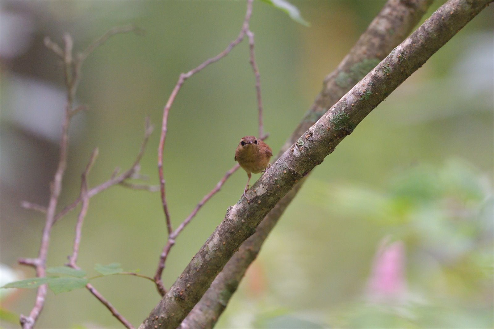 ヤブサメ幼鳥_a0145819_2251461.jpg