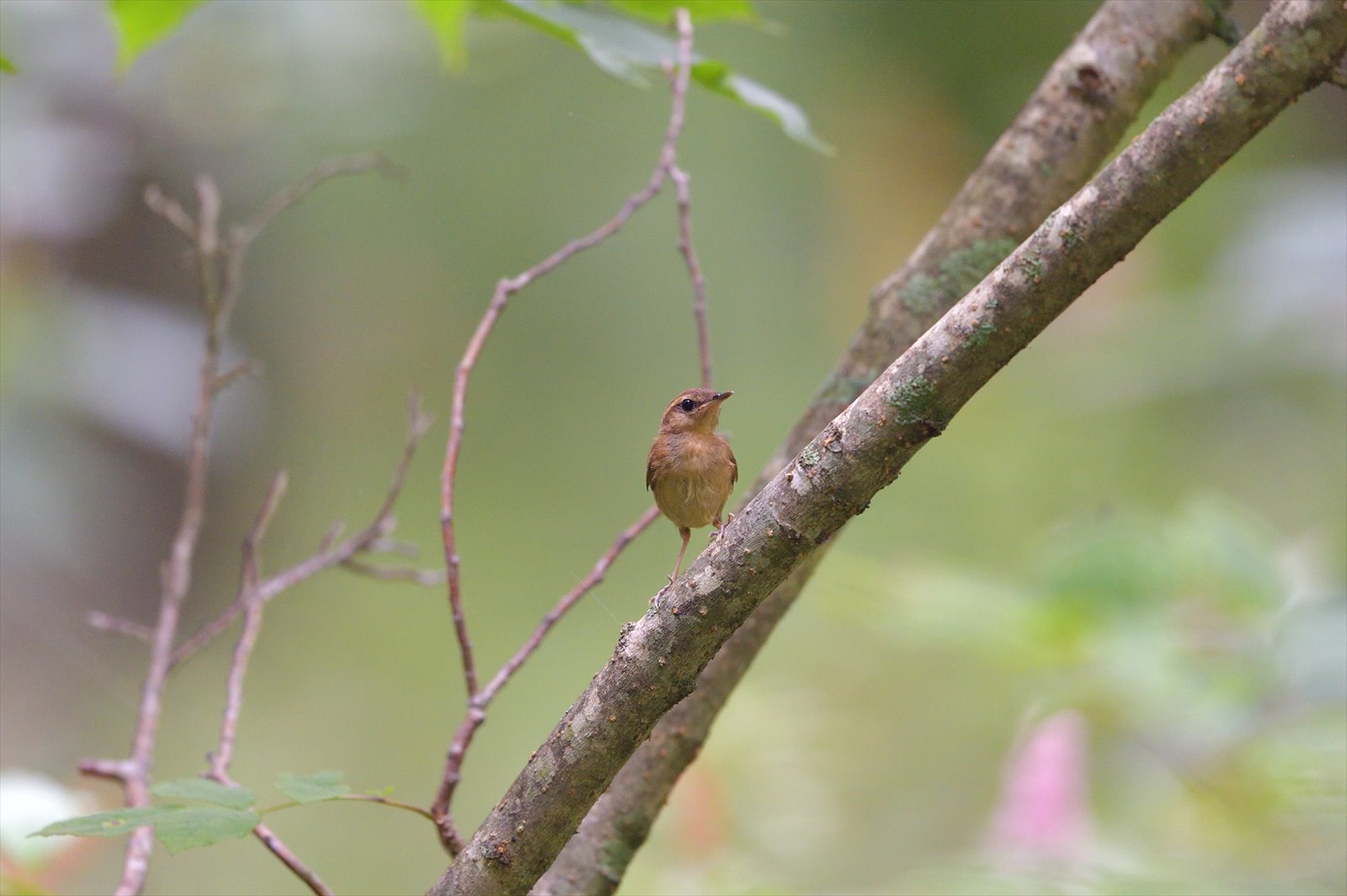 ヤブサメ幼鳥_a0145819_2254630.jpg