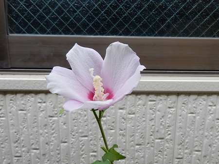 e0033229_1822749.jpg
