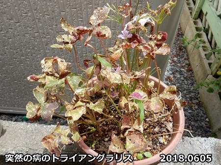 e0033229_18271921.jpg