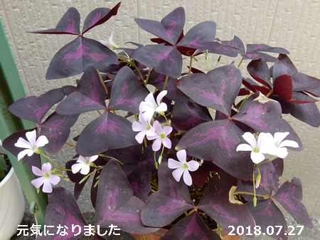 e0033229_1829352.jpg