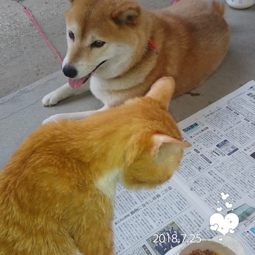 やっぱり君はジャイアン 柴わんことにゃん太郎