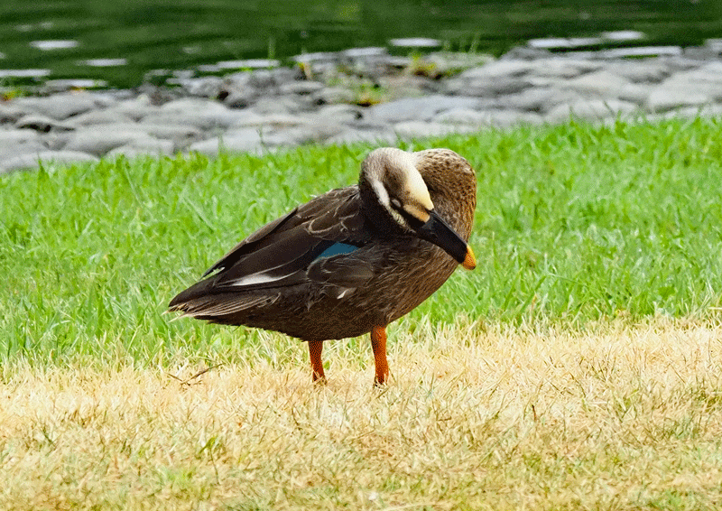 d0290240_09200206.gif