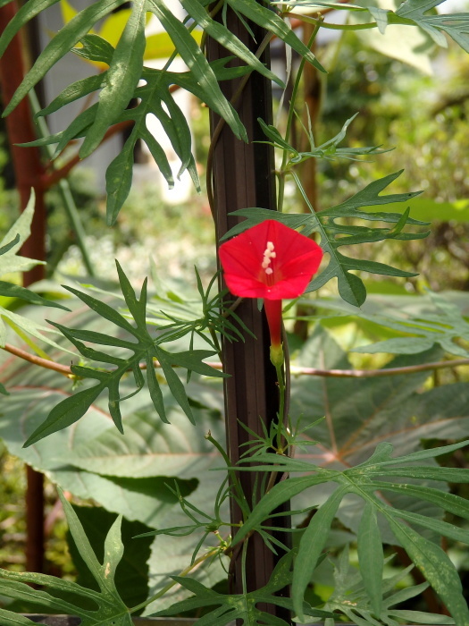 ハゴロモルコウソウ 羽衣縷紅草 時々の花