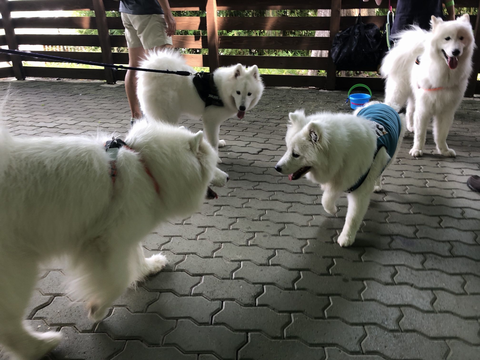 2018年 あきる野~河口湖旅行 その2_f0128542_01141200.jpg