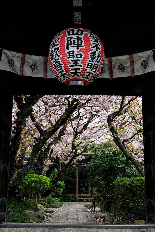 桜咲く京都2018　雨宝院に咲く観音桜・歓喜桜_f0155048_083397.jpg