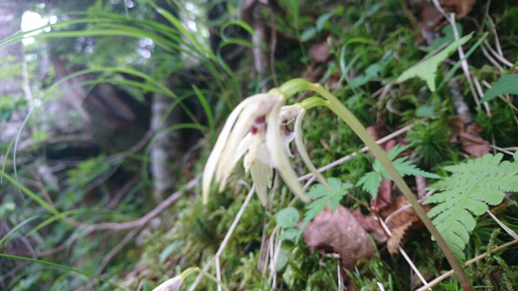 南ア：光岳　1日目（畑薙大吊橋〜茶臼小屋〜上河内岳〜茶臼小屋）_b0148050_08091510.jpg