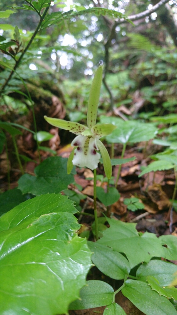 南ア：光岳　1日目（畑薙大吊橋〜茶臼小屋〜上河内岳〜茶臼小屋）_b0148050_08091727.jpg