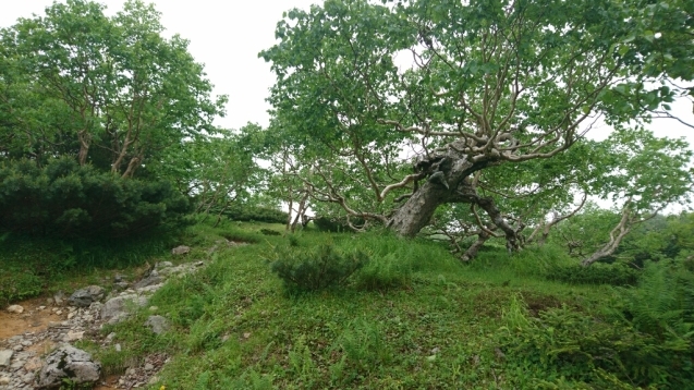 南ア：光岳　1日目（畑薙大吊橋〜茶臼小屋〜上河内岳〜茶臼小屋）_b0148050_14400865.jpg