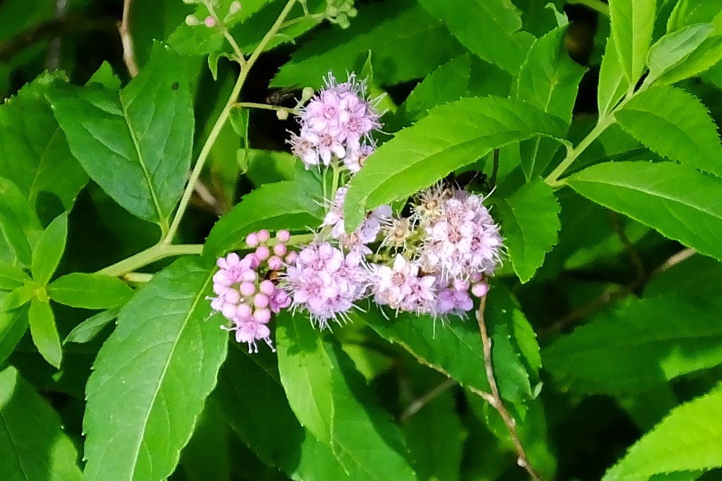 b0236251_13174226.jpg