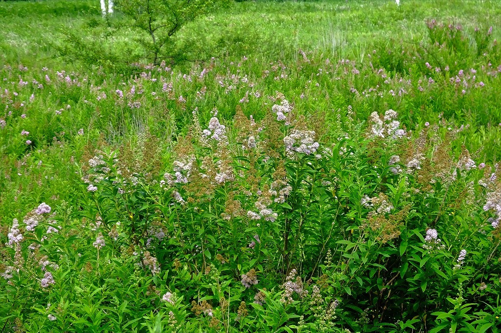 b0236251_13270501.jpg