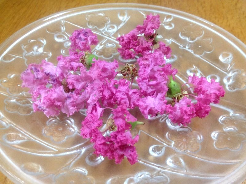 ☆妖精さんのフリル・サルスベリの花☆_c0092953_06403335.jpg