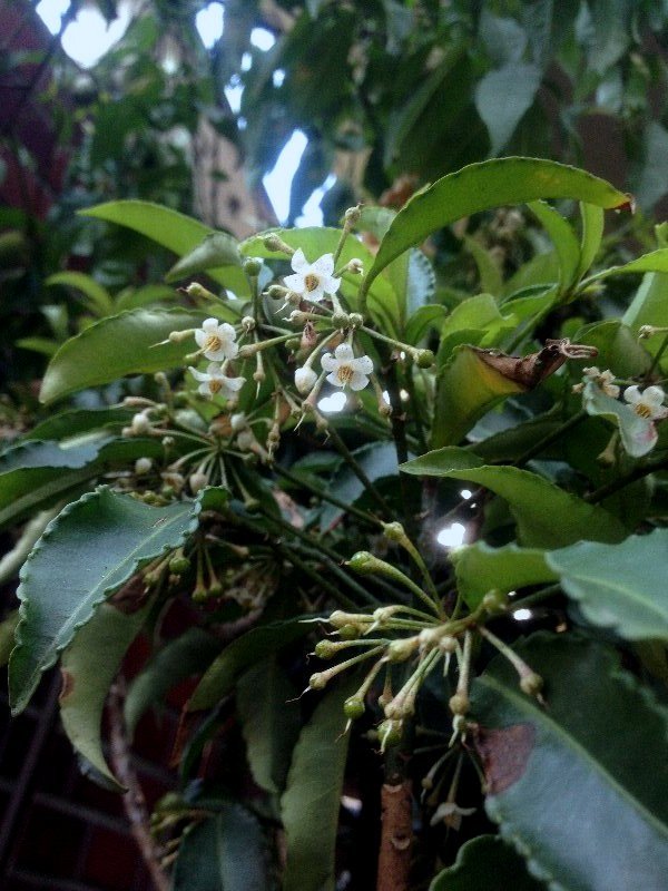 ☆妖精さんのフリル・サルスベリの花☆_c0092953_06430009.jpg