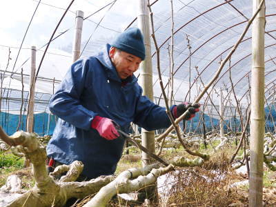 甘熟イチジク 大人気の“甘熟”いちじく!今年も順調に成長し、8月10日前後からの発送予定です!_a0254656_18424478.jpg