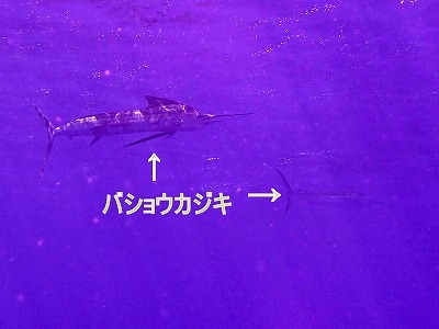 7月27日 どこでも、どこまでも行けそうなくらい海況良し!_d0113459_17584377.jpg