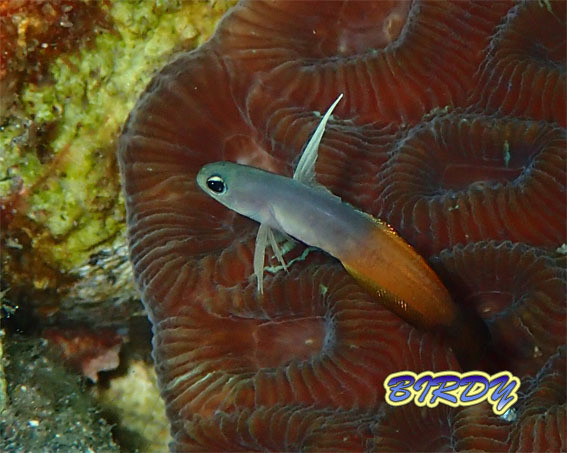 アカハチハゼ_e0273365_18243577.jpg