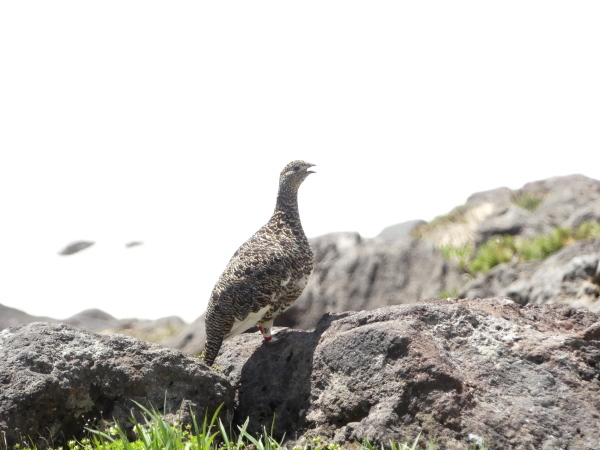 乗鞍岳の雷鳥_a0351368_10444270.jpg