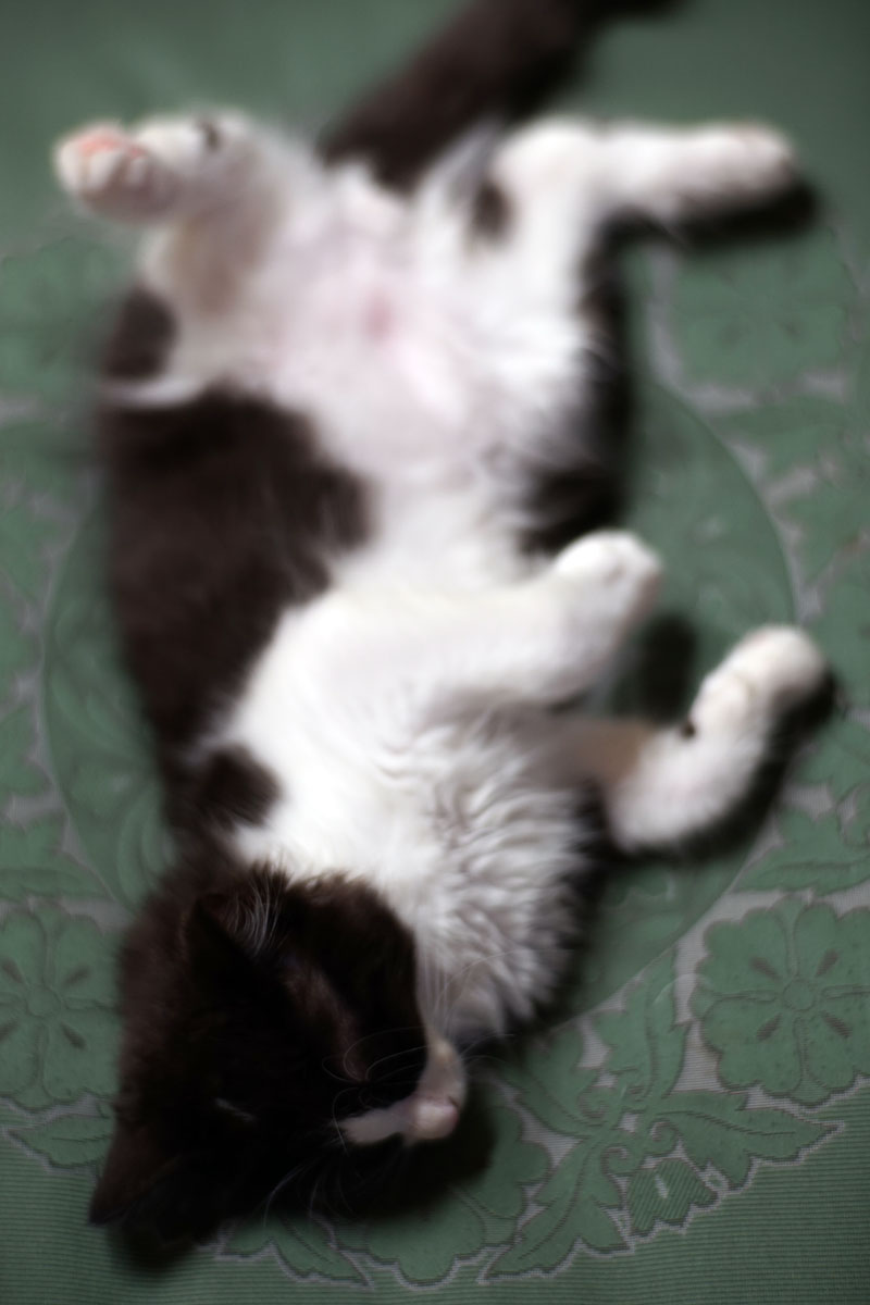 c0086269_14422741.jpg