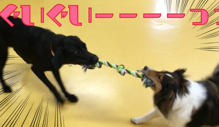 トレーニングブログ_f0357682_08220424.jpg