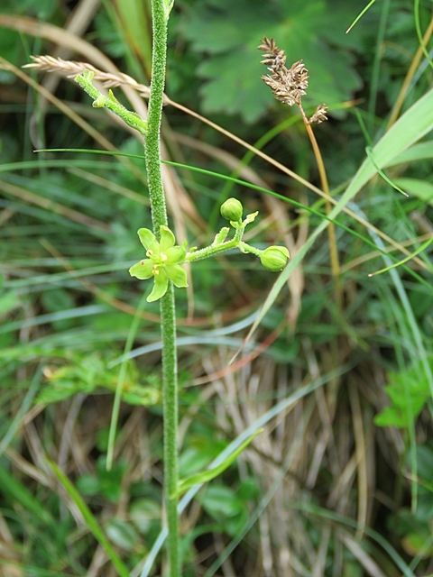 赤川から久住山～扇ヶ鼻～赤川、25日_f0357487_22201132.jpg